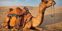 ببینید | شترها راه را بر قطار در هرمزگان بستند