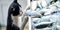 ببینید | سرقت بامزه گروهی گربه‌ها از ماهیگیران استانبول