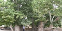 ببینید | کنده شدن یک درخت تاریخی ۵۵۶ ساله از ریشه در استانبول ترکیه‌