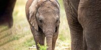 ببینید | درگیری بامزه بچه فیل تازه‌ متولدشده با پرستوها