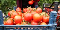 ببینید | پرتاب گوجه به ساختمان گمرک بیروت
