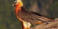 عکس | شکار بی‌نظیر یک عکاس؛ ثبت تصویر پرواز همای سعادت در کنار یک کلاغ در دل آسمان