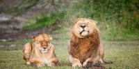 خنده‌دارترین لحظات در  دنیای حیوانات/ برندگان جایزه کمدی حیات‌وحش ۲۰۲۵/ عکس