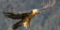 عکس | تصویری جالب از حضور همای سعادت در تهران!