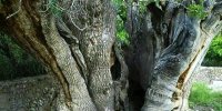 عکس | درخت کمتر دیده شده پسته هزار ساله در رفسنجان