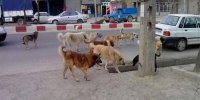 کاهش پیام‌های مردمی درخصوص جمع‌آوری موش‌ها و سگ‌های ولگرد در پایتخت