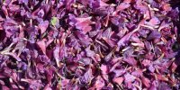 ویدیو/ جشنواره‌ای برای گل‌گاوزبان