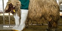 فعالیت ۱۵ مرکز عرضه دام بهداشتی در روزهای عرفه و عید قربان