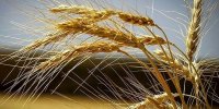 قیمت جدید خرید تضمینی گندم چه زمانی تعیین می‌شود؟