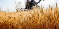 مقدار خرید تضمینی گندم امسال چقدر خواهد بود؟