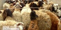 نکات مهم برای ذبح دام در عید قربان