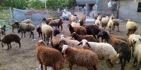 نکات بهداشتی ذبح دام در عیدقربان/ خطرات ورود ترشحات دام به بدن انسان
