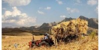 تاخیر در اعلام نرخ تضمینی گندم صدای نماینده مجلس را درآورد/ قیمت گندم نباید کمتر از این عدد باشد