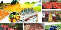 صادرات 4 محصول کشاورزی ممنوع شد