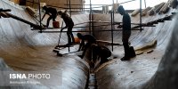 لنج‌هایی که زاده می‌شوند، نه ساخته!