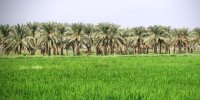لالایی‌هایی که مِهر وطن را با خون ما می‌آمیزند