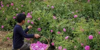 عربستان سعودی، گل محمدی ایران را به نام خود ثبت جهانی کرد