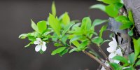 شکوفه های بهاری البرز