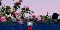 تکذیب ثبت گل محمدی به نام عربستان در یونسکو