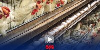 روند افزایشی تولید مرغ و تخم مرغ، گوشت قرمز و شیر