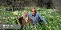 هشتمین جشنواره گل نرگس - کازرون