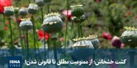 ویدیو/ کشت خشخاش؛ از ممنوعیت مطلق تا قانونی شدن!