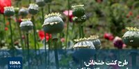 ویدیو/ طرح کشت خشخاش؛ از ممنوعیت مطلق تا قانونی شدن!