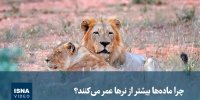 ویدیو/ چرا ماده‌ها بیشتر از نرها عمر می‌کنند؟