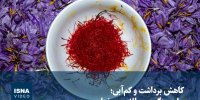 ویدیو/ کاهش برداشت و کم‌آبی؛ سایه سنگین بر طلای سرخ زاوه