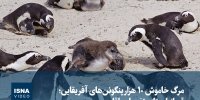 ویدیو/ مرگ خاموش ۱۰ هزار پنگوئن‌های آفریقایی؛ قربانیان تازه تغییرات اقلیمی