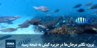ویدیو/ پروژه تکثیر مرجان‌ها در جزیره کیش به نتیجه رسید