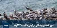 ویدیو/ تنوع کم‌نظیر پرندگان در کیش با ثبت ۲۳۰ گونه