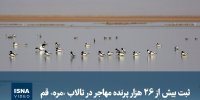 ویدیو/ ثبت بیش از ۲۶ هزار پرنده مهاجر در تالاب «مُره» قم