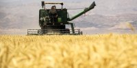 بازنگری در قیمت گندم کلید می‌خورد