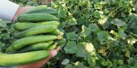 خیار و کاهو  چرا کالای لوکس شد؟/ افزایش دوبرابری قیمت هندوانه