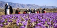 زعفران گران شد/ قیمت جدید زعفران را ببینید