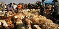 قیمت جدید دام‌زنده ۱۹ دی‌ماه ۱۴۰۴ اعلام شد/ گوسفند و گوساله گران شد + جدول