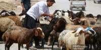 قیمت جدید دام‌زنده اعلام شد/ پوریان: به این دلیل، منتظر کاهش قیمت گوشت در بازار باشید!