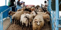 قیمت جدید دام زنده اعلام شد/ گوسفند و گوساله به شدت ارزان شد + جزییات