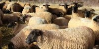 لیست قیمت دام زنده امروز ۳۰ بهمن ۱۴۰۴ / گوسفند کیلویی چند شد؟ + جدول