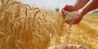 دولت به گندم یارانه می‌دهد؟
