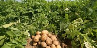 قیمت سیب‌زمینی در بازار کاهش می‌یابد