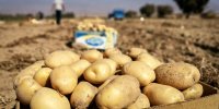 قیمت جدید سیب زمینی اعلام شد/ اعلام جزئیات عرضه پیاز، گوجه‌فرنگی و سیب‌زمینی
