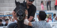 روایتی از تاریخچه اسب کُرد و جنایتی در دل فیلم‌برداری