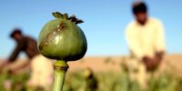 تجارت تریاک در افغانستان رونق گرفت؛ از مزارع پنهان تا فروش مجازی
