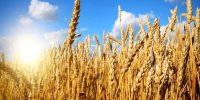 واریز ۲۸۵ همت به حساب گندمکاران