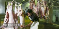 عرضه گوشت قرمز در کشتارگاه‌های رسمی به بیش از ۴۲ تن رسید