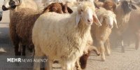 کاهش تعداد دام سبک پرواری در بهار سال جاری