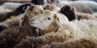 جزئیاتی از تورم خدمات کشاورزی و دامداری؛ افزایش ۲۰ درصدی نرخ دام زنده