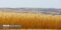 ۳۲۰۶ میلیارد تومان از مطالبات گندمکاران پرداخت شد